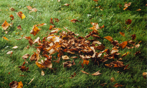 Nettoyage de feuilles – Automne